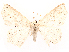  ( - CCDB-39053-G09)  @11 [ ] CreativeCommons - Attribution Share Alike (2024) CBG Photography Group Centre for Biodiversity Genomics