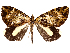  (Priapodes longipalpalis - CCDB-39053-H02)  @11 [ ] CreativeCommons - Attribution Share Alike (2024) CBG Photography Group Centre for Biodiversity Genomics
