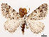  ( - CCDB-39054-G03)  @11 [ ] CreativeCommons - Attribution (2024) CBG Photography Group Centre for Biodiversity Genomics