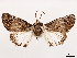 ( - CCDB-39054-G10)  @11 [ ] CreativeCommons - Attribution (2024) CBG Photography Group Centre for Biodiversity Genomics
