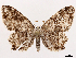  (Callizzia certiorata - CCDB-39055-B11)  @11 [ ] CreativeCommons - Attribution (2024) CBG Photography Group Centre for Biodiversity Genomics