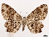  ( - CCDB-39055-B12)  @11 [ ] CreativeCommons - Attribution (2024) CBG Photography Group Centre for Biodiversity Genomics
