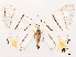  (Epiplema evanscens - CCDB-39055-C01)  @11 [ ] CreativeCommons - Attribution (2024) CBG Photography Group Centre for Biodiversity Genomics