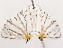  (Meleaba urania - CCDB-39055-C05)  @11 [ ] CreativeCommons - Attribution (2024) CBG Photography Group Centre for Biodiversity Genomics