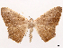  ( - CCDB-39055-D05)  @11 [ ] CreativeCommons - Attribution (2024) CBG Photography Group Centre for Biodiversity Genomics