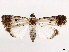 ( - CCDB-39055-E01)  @11 [ ] CreativeCommons - Attribution (2024) CBG Photography Group Centre for Biodiversity Genomics