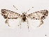  ( - CCDB-39055-E02)  @11 [ ] CreativeCommons - Attribution (2024) CBG Photography Group Centre for Biodiversity Genomics