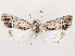  ( - CCDB-39055-E04)  @11 [ ] CreativeCommons - Attribution (2024) CBG Photography Group Centre for Biodiversity Genomics