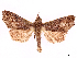  (Anomis hedys - CCDB-39056-C12)  @11 [ ] CreativeCommons - Attribution Share-Alike (2024) CBG Photography Group Centre for Biodiversity Genomics