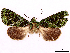  ( - CCDB-39056-D05)  @11 [ ] CreativeCommons - Attribution Share-Alike (2024) CBG Photography Group Centre for Biodiversity Genomics