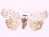  ( - CCDB-39056-G04)  @11 [ ] CreativeCommons - Attribution Share-Alike (2024) CBG Photography Group Centre for Biodiversity Genomics