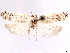  (Antaeotricha venezuelensis - CCDB-39057-G07)  @11 [ ] CreativeCommons - Attribution Share Alike (2024) CBG Photography Group Centre for Biodiversity Genomics