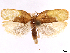  (Antaeotricha viridis - CCDB-39057-G09)  @11 [ ] CreativeCommons - Attribution Share Alike (2024) CBG Photography Group Centre for Biodiversity Genomics