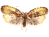 ( - CCDB-39057-G10)  @11 [ ] CreativeCommons - Attribution Share Alike (2024) CBG Photography Group Centre for Biodiversity Genomics