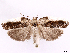  (Antaeotricha walchiana - CCDB-39057-G11)  @11 [ ] CreativeCommons - Attribution Share Alike (2024) CBG Photography Group Centre for Biodiversity Genomics