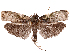  ( - CCDB-39057-H01)  @11 [ ] CreativeCommons - Attribution Share Alike (2024) CBG Photography Group Centre for Biodiversity Genomics