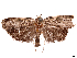  ( - CCDB-39057-H03)  @11 [ ] CreativeCommons - Attribution Share Alike (2024) CBG Photography Group Centre for Biodiversity Genomics