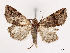 ( - CCDB-39058-A09)  @11 [ ] CreativeCommons - Attribution Share-Alike (2024) CBG Photography Group Centre for Biodiversity Genomics