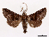  (Thyriodes dissimilis - CCDB-39058-B07)  @11 [ ] CreativeCommons - Attribution Share-Alike (2024) CBG Photography Group Centre for Biodiversity Genomics
