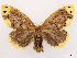  (Arna bipunctapex - CCDB-39058-D04)  @11 [ ] CreativeCommons - Attribution Share-Alike (2024) CBG Photography Group Centre for Biodiversity Genomics