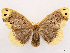 ( - CCDB-39058-D05)  @11 [ ] CreativeCommons - Attribution Share-Alike (2024) CBG Photography Group Centre for Biodiversity Genomics