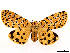  ( - CCDB-39058-G09)  @11 [ ] CreativeCommons - Attribution Share-Alike (2024) CBG Photography Group Centre for Biodiversity Genomics