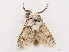  ( - CCDB-39058-G10)  @11 [ ] CreativeCommons - Attribution Share-Alike (2024) CBG Photography Group Centre for Biodiversity Genomics