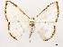  ( - CCDB-39059-D07)  @11 [ ] CreativeCommons - Attribution (2024) CBG Photography Group Centre for Biodiversity Genomics