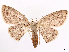  (Perixera illepidaria - CCDB-39060-F10)  @11 [ ] CreativeCommons - Attribution (2024) CBG Photography Group Centre for Biodiversity Genomics