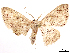  ( - CCDB-39060-F11)  @11 [ ] CreativeCommons - Attribution (2024) CBG Photography Group Centre for Biodiversity Genomics
