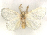  ( - CCDB-39060-G01)  @11 [ ] CreativeCommons - Attribution (2024) CBG Photography Group Centre for Biodiversity Genomics
