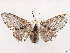  ( - CCDB-45162-A05)  @11 [ ] CreativeCommons - Attribution (2024) CBG Photography Group Centre for Biodiversity Genomics