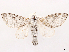  (Tolype celeste - CCDB-45162-B01)  @11 [ ] CreativeCommons - Attribution (2024) CBG Photography Group Centre for Biodiversity Genomics