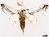  ( - CCDB-45162-B05)  @11 [ ] CreativeCommons - Attribution (2024) CBG Photography Group Centre for Biodiversity Genomics