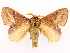  ( - CCDB-45162-C03)  @11 [ ] CreativeCommons - Attribution (2024) CBG Photography Group Centre for Biodiversity Genomics
