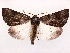  ( - CCDB-45162-C12)  @11 [ ] CreativeCommons - Attribution (2024) CBG Photography Group Centre for Biodiversity Genomics