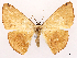  (Pigiopsis aurantiaca - CCDB-45162-D01)  @11 [ ] CreativeCommons - Attribution (2024) CBG Photography Group Centre for Biodiversity Genomics