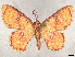  (Tricentrogyna gavisata - CCDB-45162-D07)  @11 [ ] CreativeCommons - Attribution (2024) CBG Photography Group Centre for Biodiversity Genomics