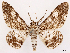  ( - CCDB-45162-E11)  @11 [ ] CreativeCommons - Attribution (2024) CBG Photography Group Centre for Biodiversity Genomics