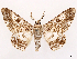  ( - CCDB-45162-E12)  @11 [ ] CreativeCommons - Attribution (2024) CBG Photography Group Centre for Biodiversity Genomics