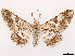  ( - CCDB-45162-F04)  @11 [ ] CreativeCommons - Attribution (2024) CBG Photography Group Centre for Biodiversity Genomics