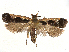  (Dichomeris achne - CCDB-45162-H02)  @11 [ ] CreativeCommons - Attribution (2024) CBG Photography Group Centre for Biodiversity Genomics