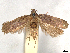  (Dichomeris ardesiella - CCDB-45162-H08)  @11 [ ] CreativeCommons - Attribution (2024) CBG Photography Group Centre for Biodiversity Genomics