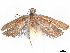  (Dichomeris hemichrysella - CCDB-45163-A02)  @11 [ ] CreativeCommons - Attribution (2024) CBG Photography Group Centre for Biodiversity Genomics