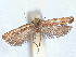  ( - CCDB-45163-A03)  @11 [ ] CreativeCommons - Attribution (2024) CBG Photography Group Centre for Biodiversity Genomics