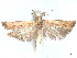  (Dichomeris substratella - CCDB-45163-B11)  @11 [ ] CreativeCommons - Attribution (2024) CBG Photography Group Centre for Biodiversity Genomics