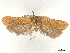  (Dichomeris tostella - CCDB-45163-C02)  @11 [ ] CreativeCommons - Attribution (2024) CBG Photography Group Centre for Biodiversity Genomics