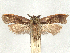  (Dichomeris varronia - CCDB-45163-C04)  @11 [ ] CreativeCommons - Attribution (2024) CBG Photography Group Centre for Biodiversity Genomics
