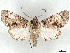  ( - CCDB-45163-F06)  @11 [ ] CreativeCommons - Attribution (2024) CBG Photography Group Centre for Biodiversity Genomics