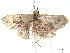  ( - CCDB-45163-F12)  @11 [ ] CreativeCommons - Attribution (2024) CBG Photography Group Centre for Biodiversity Genomics